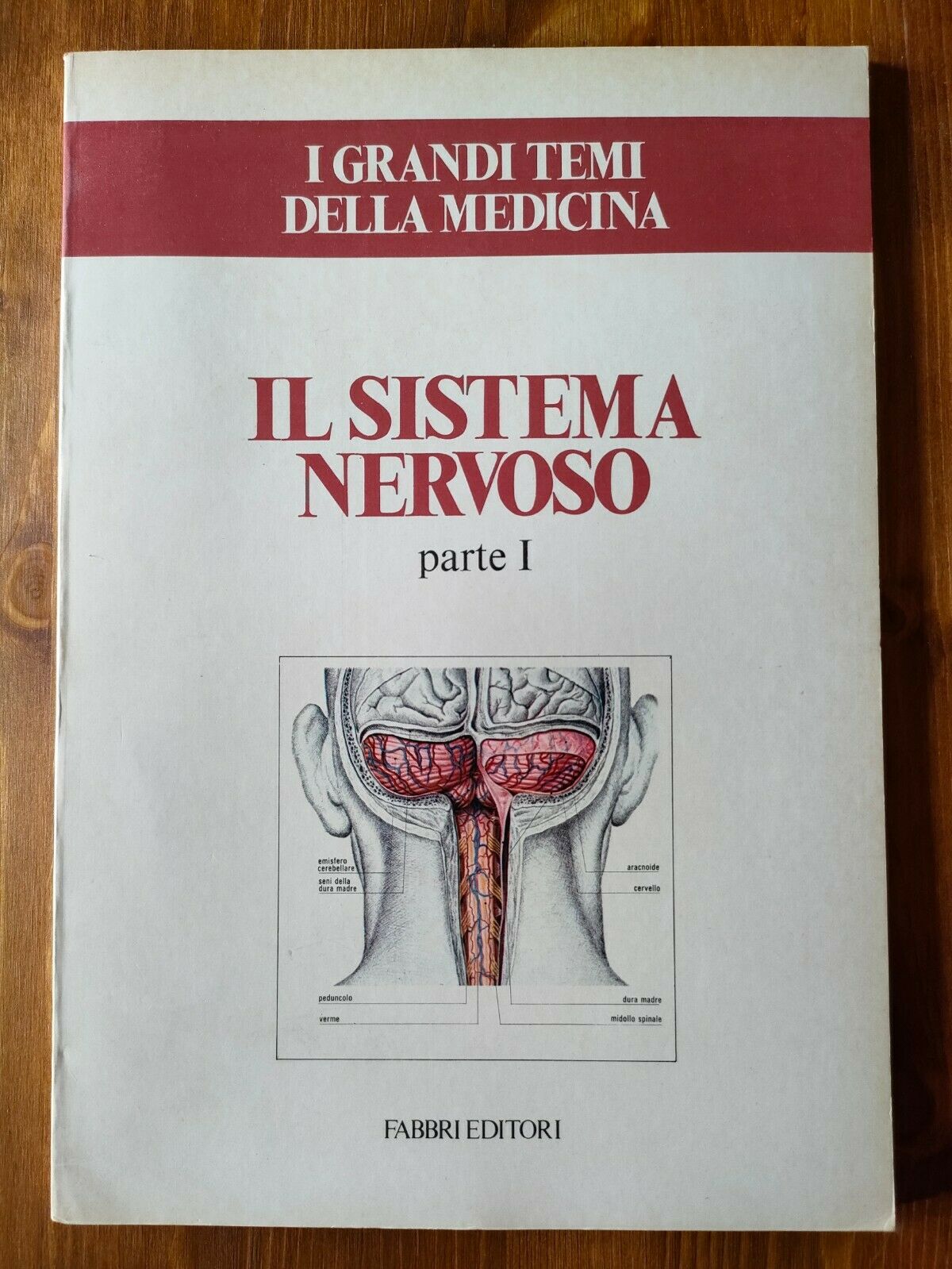 IL SISTEMA NERVOSO (parte I)